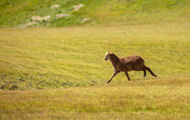 Obraz premium Runaway sheep. The sheep runs through the pasture. Pasture with fresh grass in spring, cattle walking. Animal husbandry and agriculture. Herd of animals.