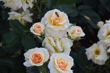 シフォンのような花びらが美しい薔薇と蜂
