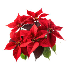Christmas plant, red poinsettia flower isolated on white transparent background, PNG