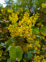 Yellow flowers on the territory of a church in Poltava