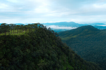 Amazing nature of Pine forest on the top of mountain in the morning Phu Soi Dao National Park, northern of Thailand.