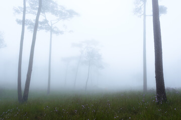 An gentle foggy swims around pine forest, Phu Soi Dao national park,northern of Thailand.