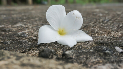 Frangipani flower on cement floor,soft focus,selective focus