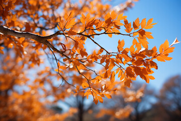 Close-up photo of branches in the fall