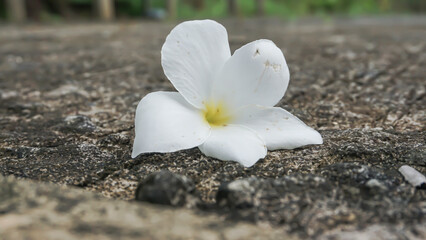 Frangipani flower on cement floor,soft focus,selective focus