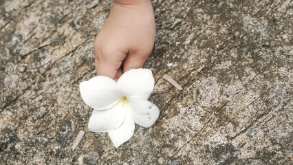 White frangipani flower in todler hand on cement floor background.
