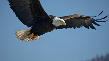 Bald Eagle in Flight