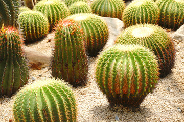 Green Cactus Garden or Call Echinocactus grusonii is The genus Mammillaria largest in the cactus family at Botanical Gardens - Bangkok Thailand