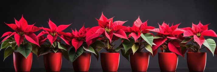 Christmas banner, red poinsettia flower pots in a row on black background - obrazy, fototapety, plakaty