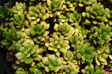 Abstract Green fresh Succulent echeveria plant - Texture background - Green nature concept , Floral backdrop and beautiful detail        