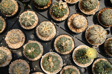 Top view Many genus of Mini Cactus plant on red pot at cactus farm or call Astrophytum asterias ,...