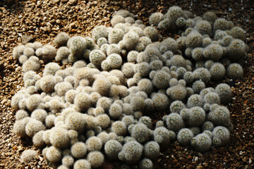 Top view White cactus or call Mammillaria humboldtii in Cactus Pot. White Floral backdrop and beautiful detail - White nature abstract background