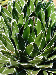 Green fresh Succulent echeveria plant - Texture background - Green nature concept , Floral backdrop and beautiful detail            