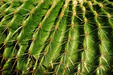 Macro Green Cactus Plant or Call Echinocactus grusonii with yellow thorn The genus Mammillaria is one of the largest in the cactus family. Nature Green Tropical Plant backdrop and beautiful detail