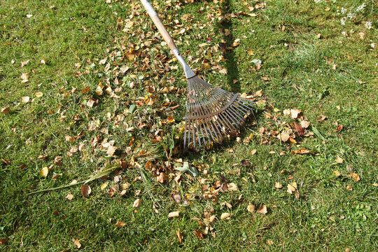 Raking autumn birch leaves and mowed grass with a metal leaf rake on the lawn. Dutch garden, Autumn, October, Netherlands.                             