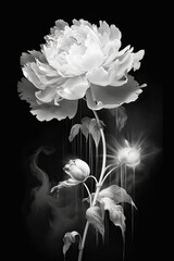 black and white abstraction of a peony flower, for design