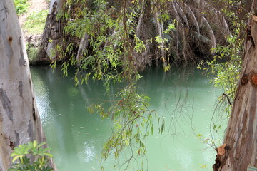 Vegetation on the banks of a river with clean fresh water.