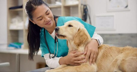 Woman, vet and happy puppy on table for consultation, medical advice and pet care insurance. Doctor, female veterinarian and Labrador dog at hospital for professional help, check up and animal clinic