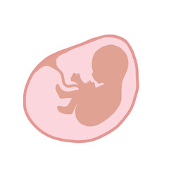 Fetus illustration in vector. Human fetus icon of unborn baby with an umbilical cord. Fetus in amniotic sac - obrazy, fototapety, plakaty