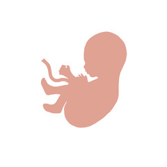 Fetus with umbilical cord vector. An embryo of a human. White baby in a belly