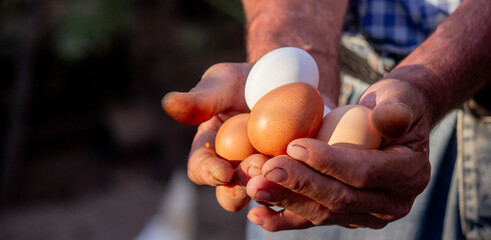 a male farmer holds chicken eggs in his hands.