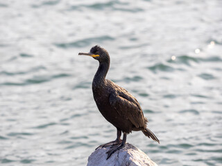cormorant in the gulf of la spezia