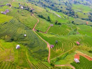 Pa Pong Piang rice terraces, green rice paddy fields during rain season