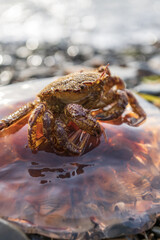 Crab on the beach of the japanese Sea