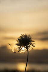 Silhouette of a dandelion flower against the sunse