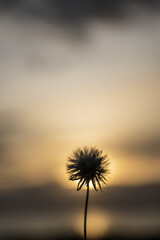 Silhouette of a dandelion flower against the sunse