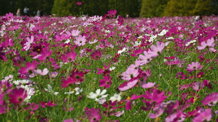 宮崎県小林市生駒高原のコスモス