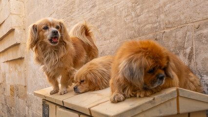 Three Dogs Sitting Isolated