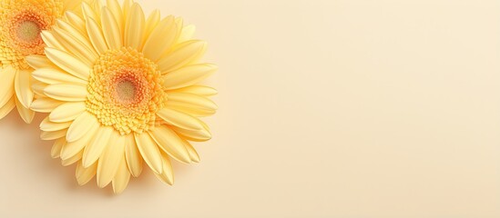 Yellow gerbera placed on a isolated pastel background Copy space