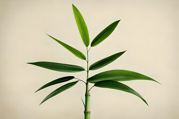 Obraz premium bamboo leaves on marble paper background, top view of bamboo leaves