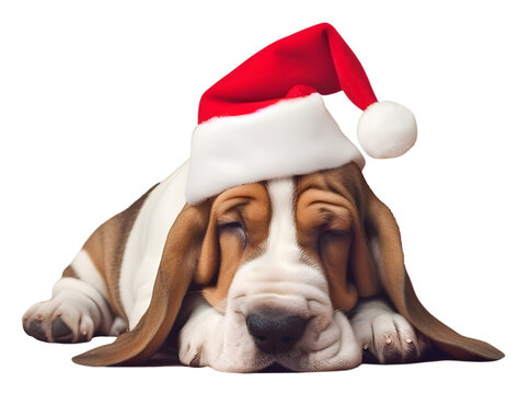 Basset hound best sale with hat