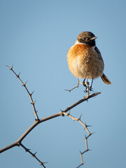 Tarabilla europea posada sobre espino