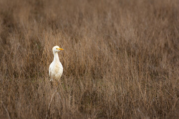 garcilla bueyera en pastizal agostado