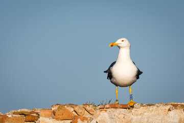 gaviota patiamarilla posada sobre un muro