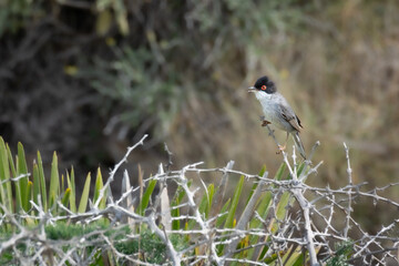 Curruca cabecinegra sobre planta espinosa