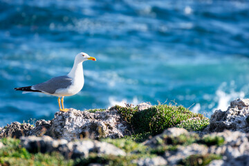 Gaviota patiamarilla sobre acantilado y mar