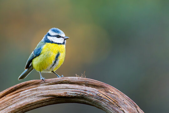 Herrerillo com&uacute;n en posadero