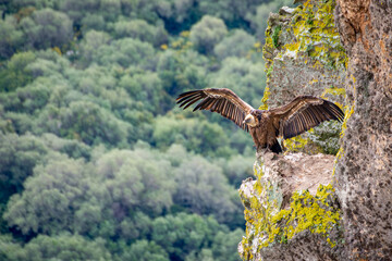Buitre leonado en acantilado con alas abiertas