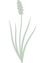 Gras, Pflanze mit transparentem Hintergrund 