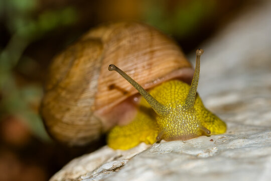 caracol amarillo con antenas