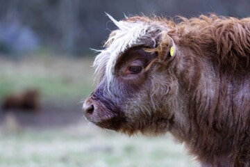 Fototapeta premium Innocent Gaze: Highland Cattle Calf Amidst Nature
