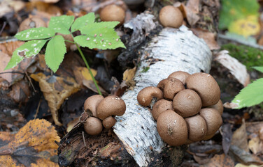 Group of mushrooms growing on a tree trunk in the autumn forest.