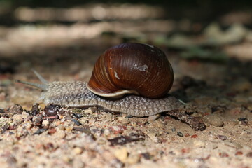 Snail