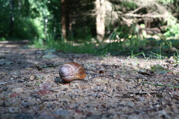 Snail in the forest