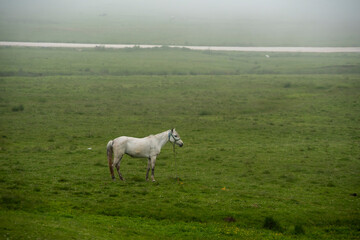 Obraz premium horses in the meadow