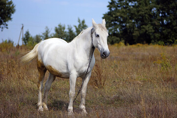 beautiful white horse on dry grass in the field. Arabian horse, white horse stands in an agriculture field with dry grass in sunny weather. strong, hardy and fast animal.